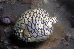 Cleidopus gloriamaris