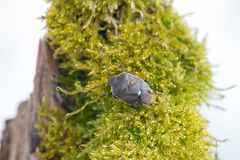 Chlorochroa pinicola