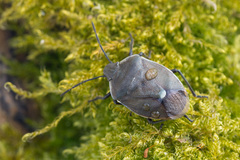 Chlorochroa pinicola