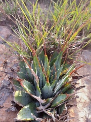 Aloe pratensis
