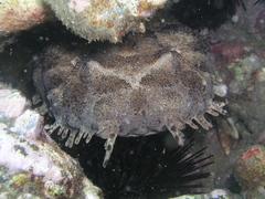 Orectolobus ornatus