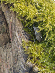 Chlorochroa pinicola