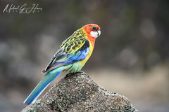 Platycercus eximius elecica