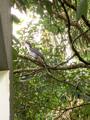 Ocyceros gingalensis