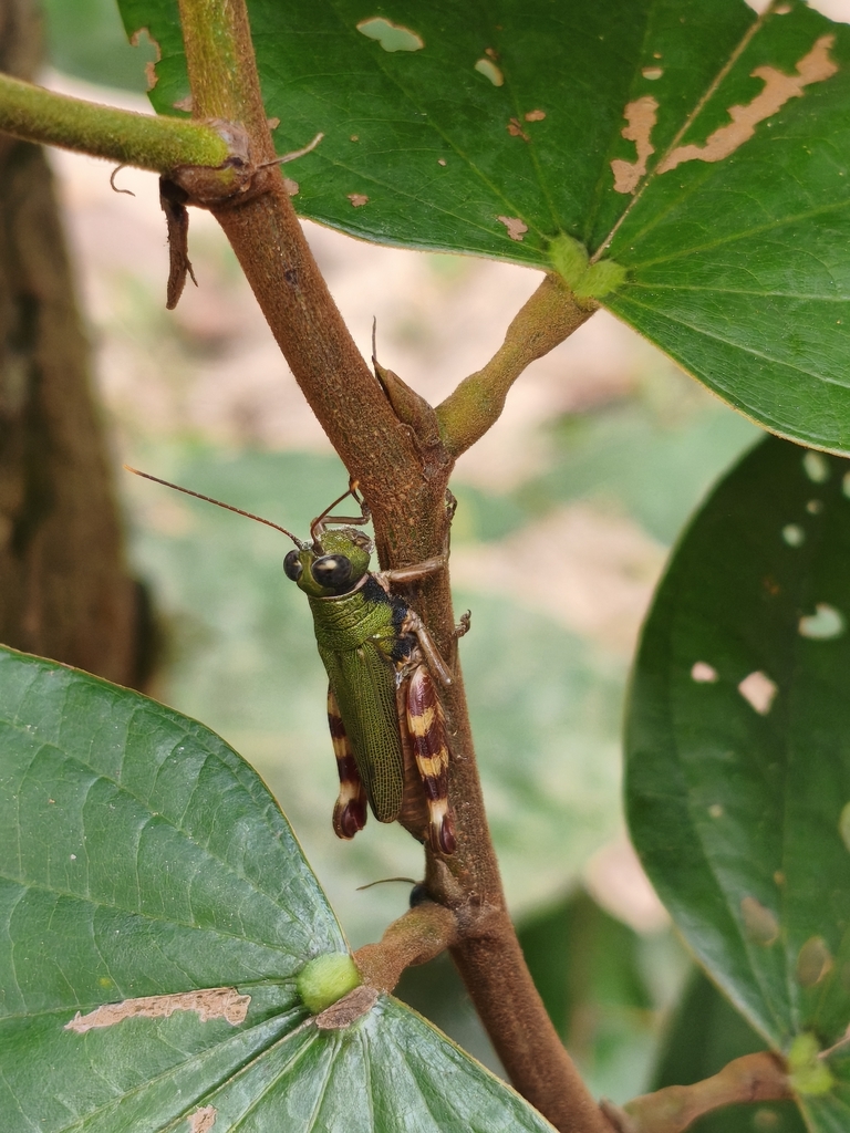 Poecilocloeus centralis