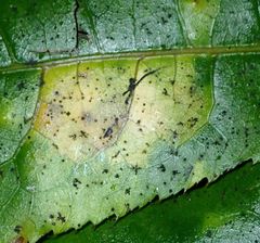 Powellia schefflericola