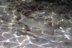 Sillago ciliata