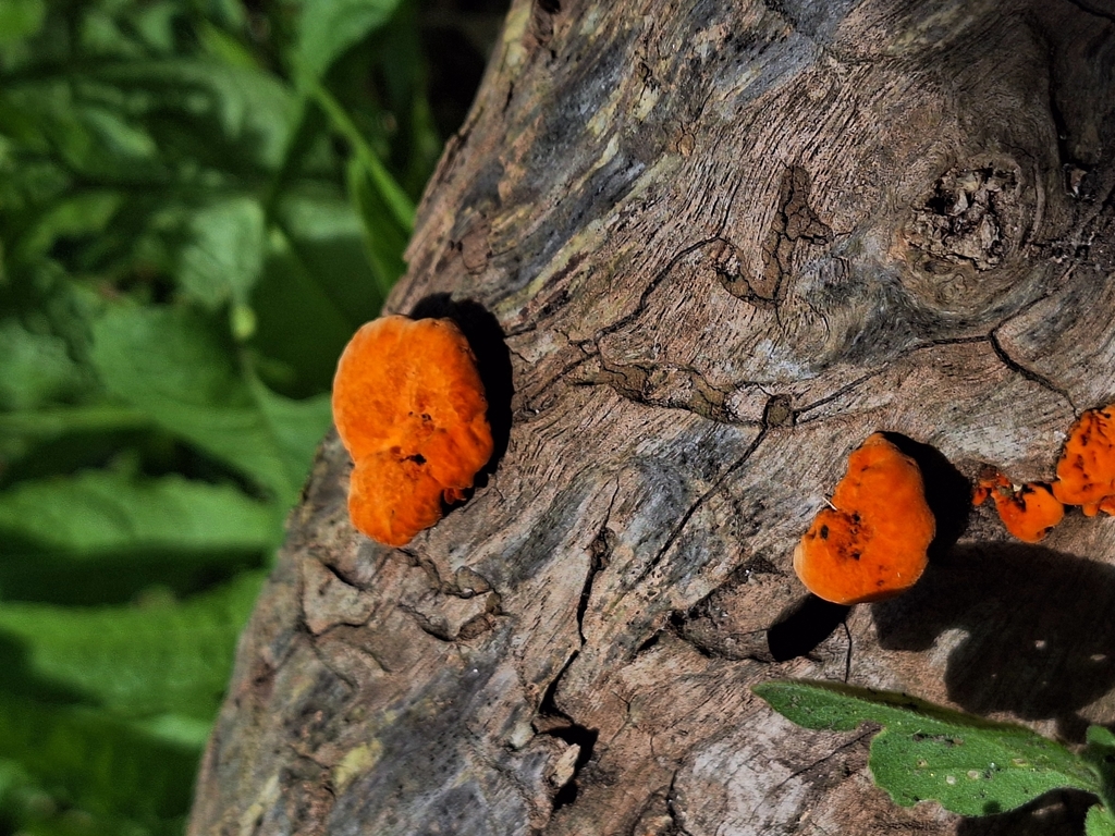 Trametes sanguinea · September 2025 · photo: © rocio_pose (iNaturalist, cc-by)