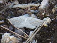 Scotopteryx