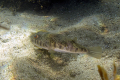 Tetractenos hamiltoni