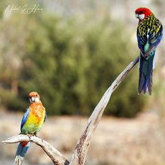Platycercus eximius elecica
