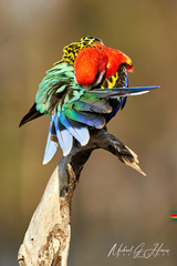 Platycercus eximius elecica