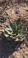 Aloe pratensis