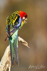 Platycercus eximius elecica