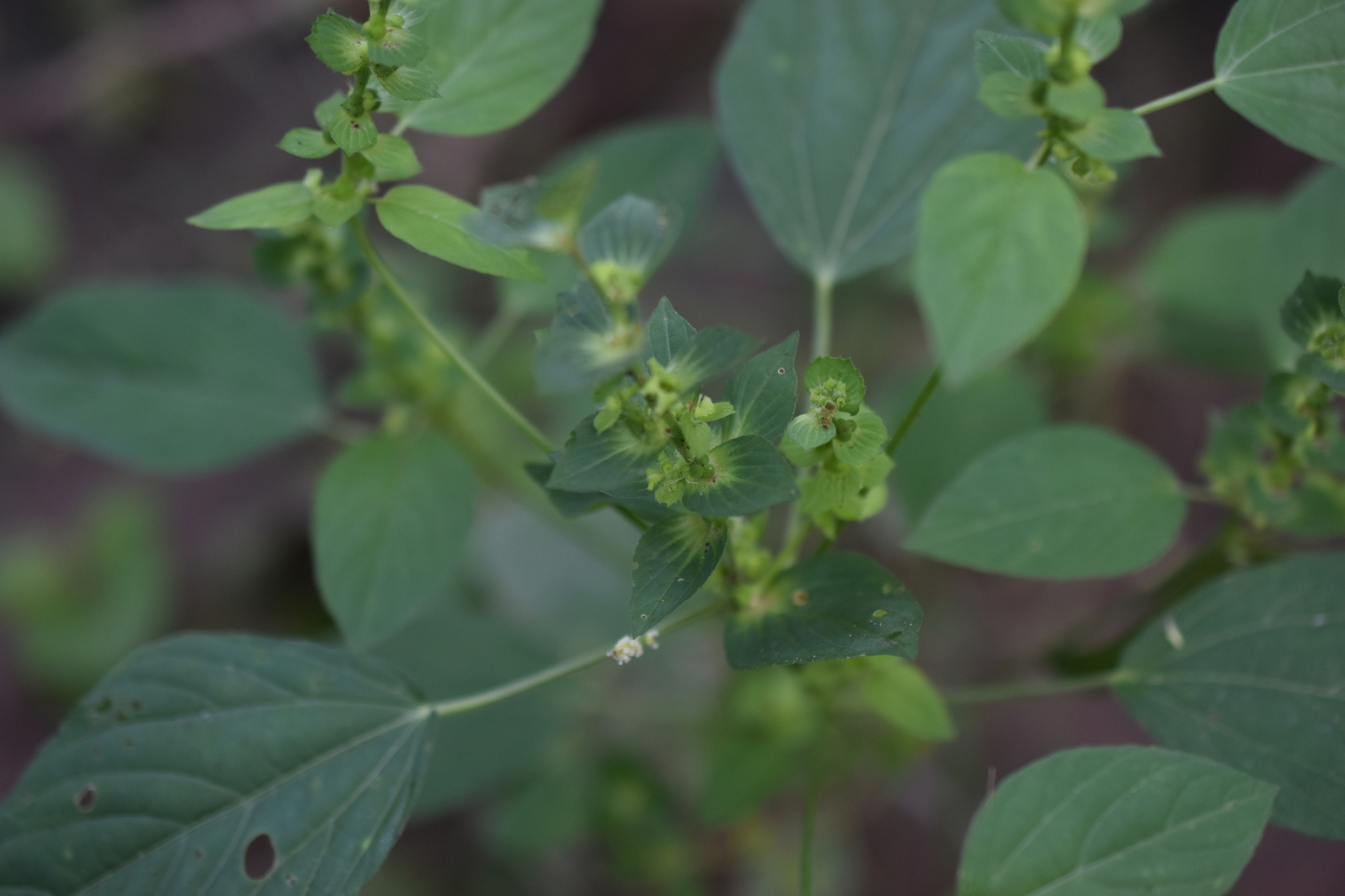 Acalypha aliena Brandegee