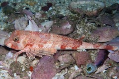 Chelidonichthys capensis