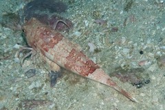 Chelidonichthys capensis