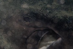 Bathytoshia brevicaudata