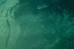 Bathytoshia brevicaudata