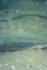 Bathytoshia brevicaudata