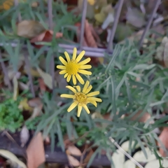 Senecio inaequidens