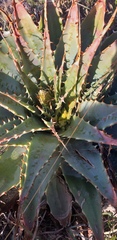Aloe pratensis