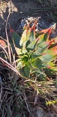 Aloe pratensis