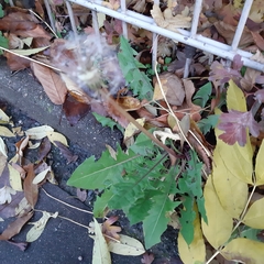 Taraxacum officinale