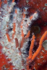 Parazoanthus capensis