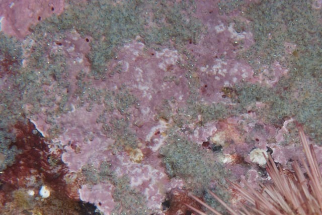 Steentjie (Spondyliosoma emarginatum) — Sparidae