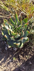 Aloe pratensis