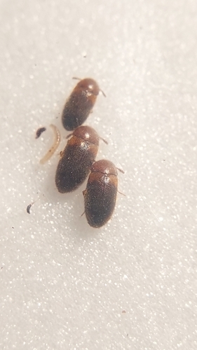 Hairy Fungus Beetle
