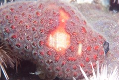 Alcyonidium nodosum