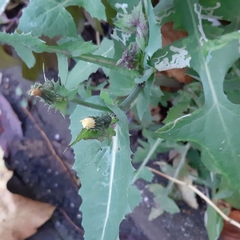 Sonchus oleraceus