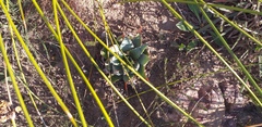 Aloe pratensis