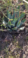 Aloe pratensis