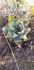 Aloe pratensis