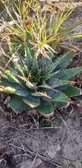 Aloe pratensis