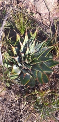 Aloe pratensis