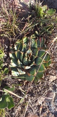 Aloe pratensis