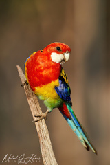 Platycercus eximius elecica