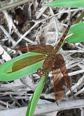 Neurothemis fluctuans