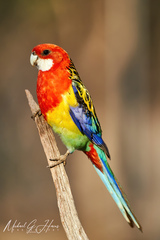 Platycercus eximius elecica