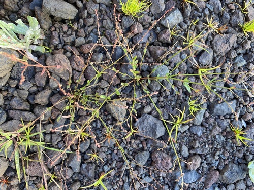 Gonocarpus chinensis, 2025-09-23