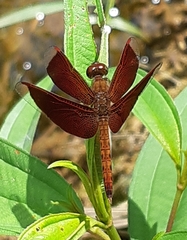 Neurothemis fluctuans