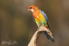 Platycercus eximius elecica