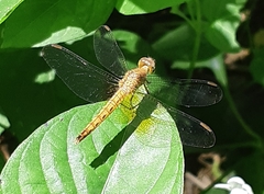 Neurothemis fluctuans