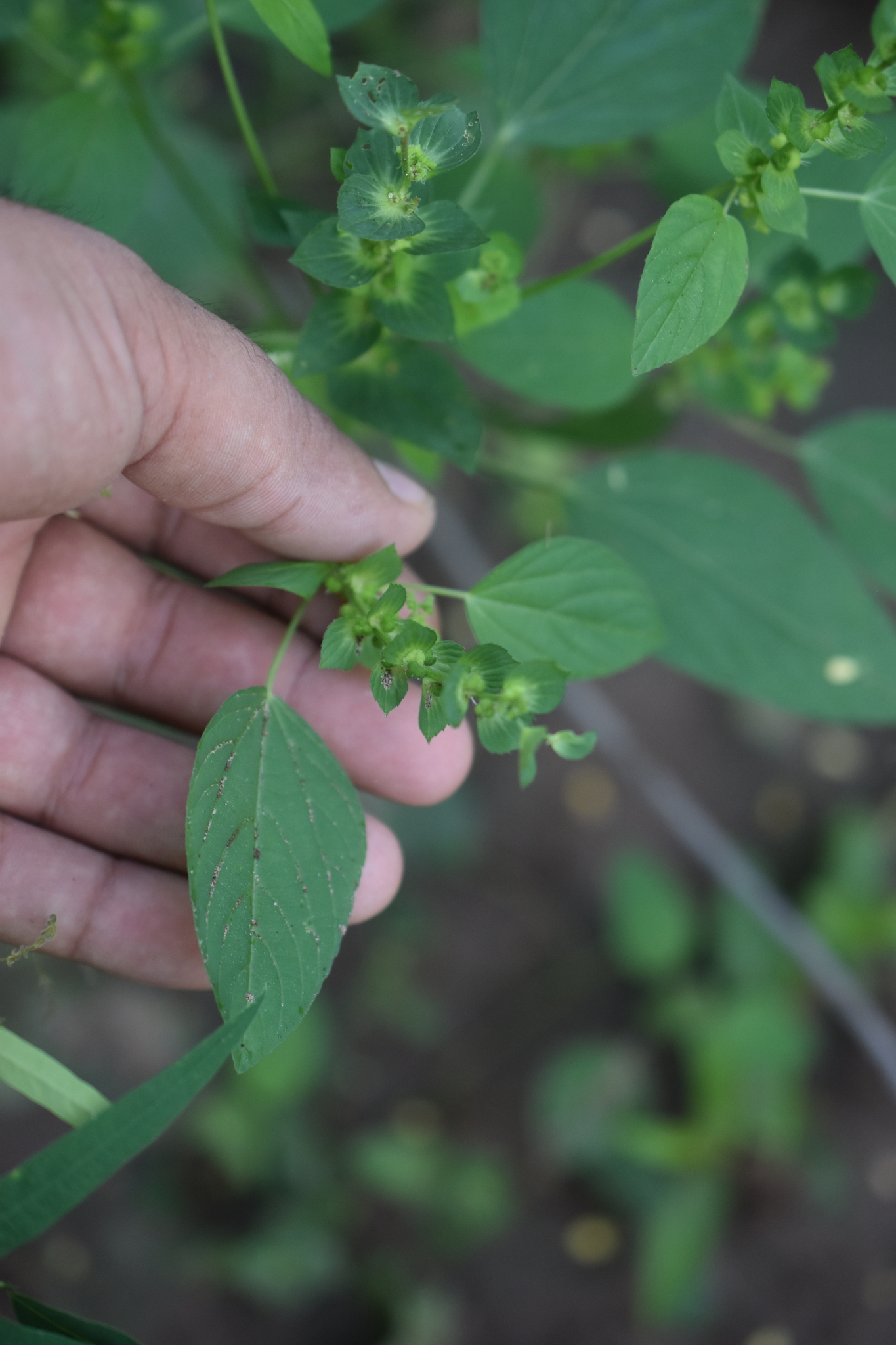 Acalypha aliena Brandegee 3