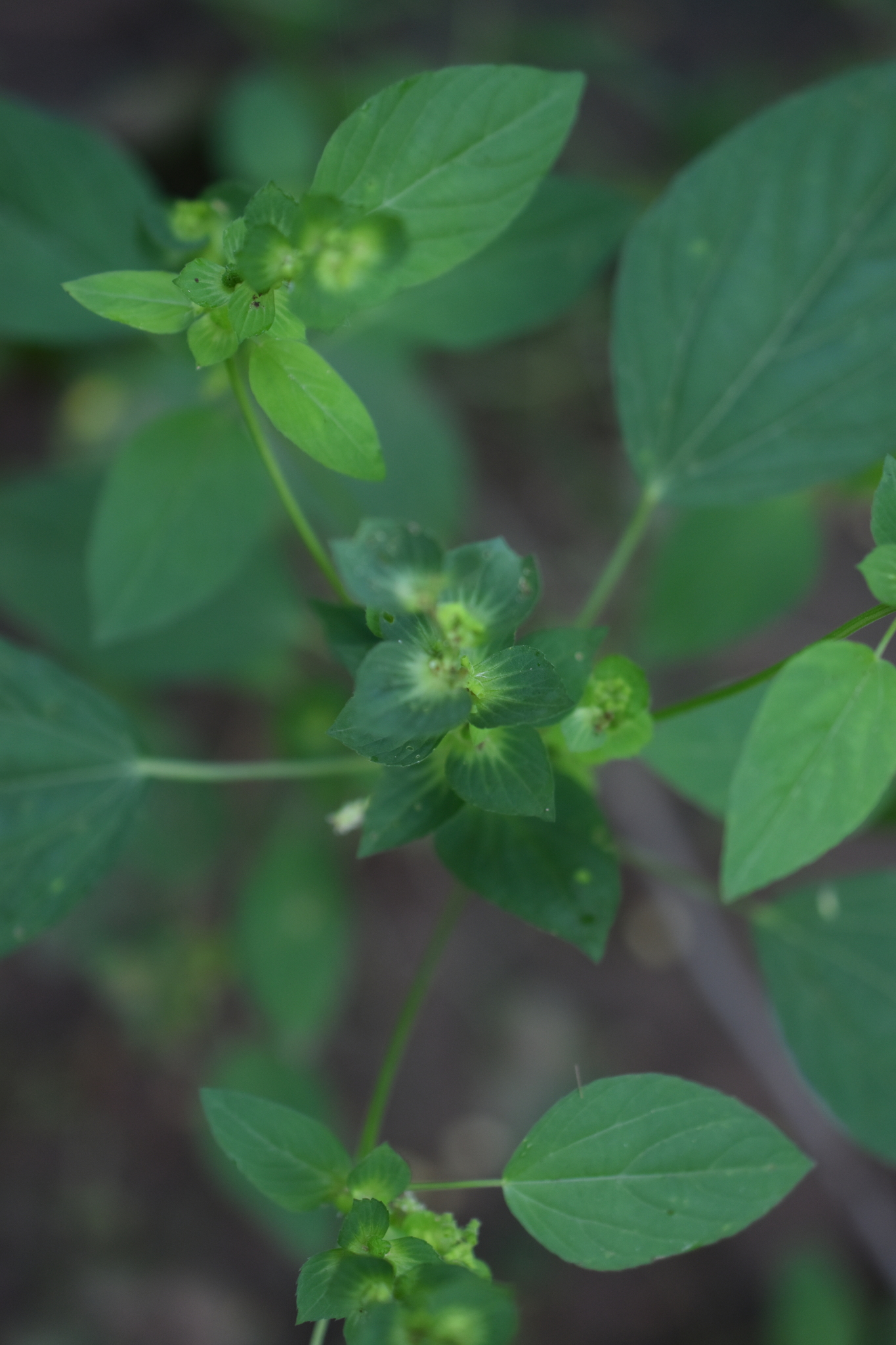 Acalypha aliena Brandegee 2