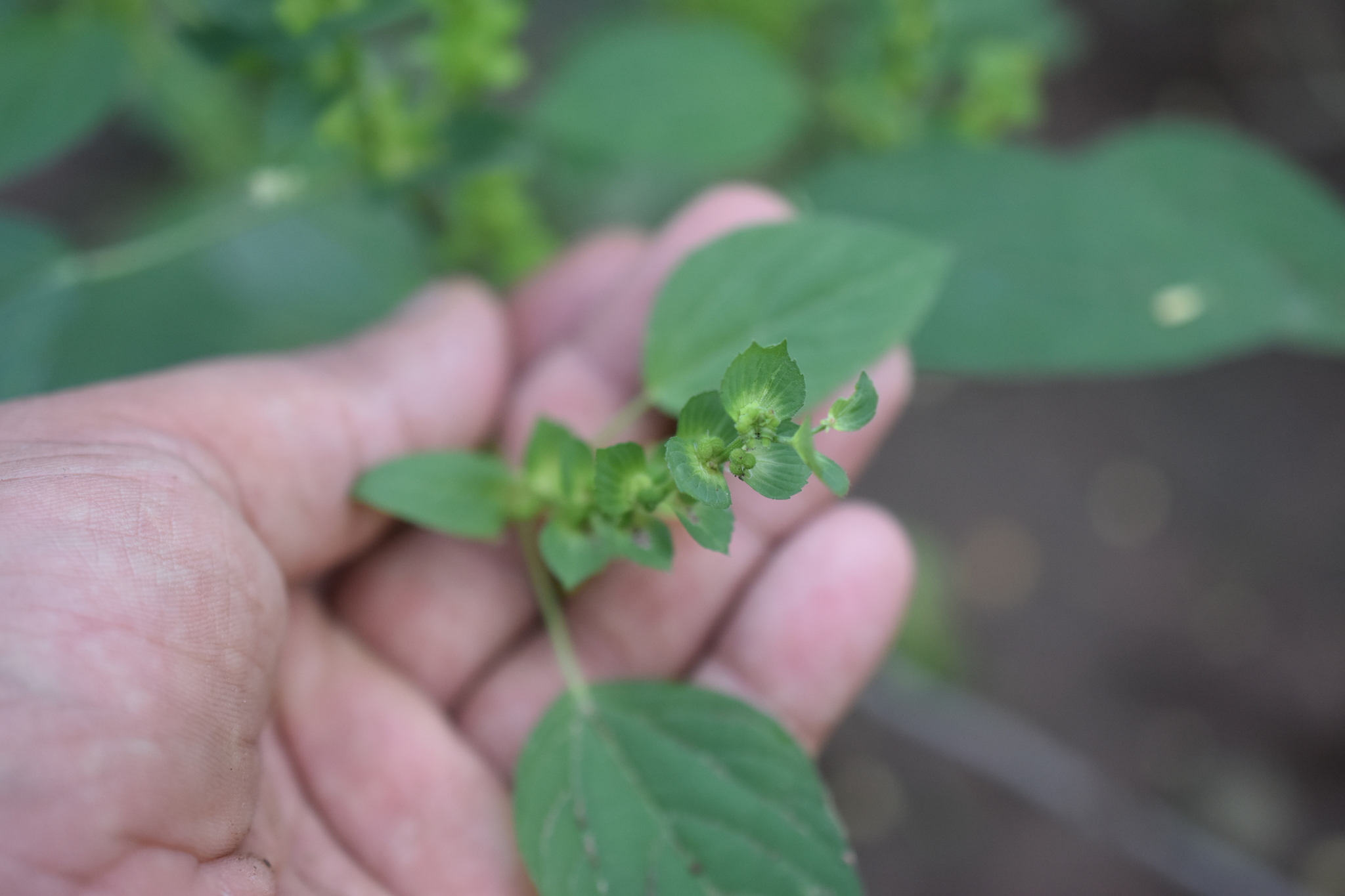 Acalypha aliena Brandegee 4